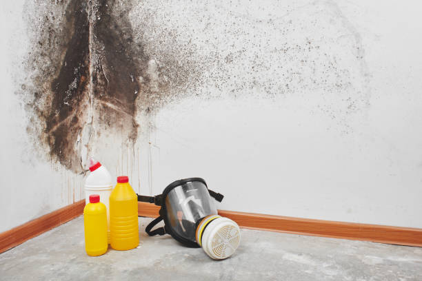 Best Home Mold Removal  in East Providence, RI
