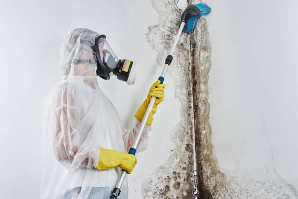 Best Commercial Mold Removal  in East Providence, RI