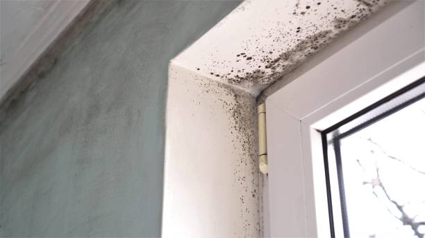 Best Professional Mold Removal  in East Providence, RI