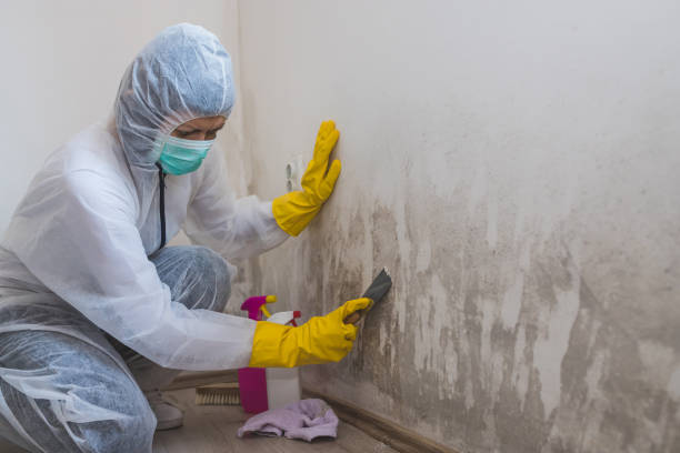 Office Mold Removal Services in East Providence, RI