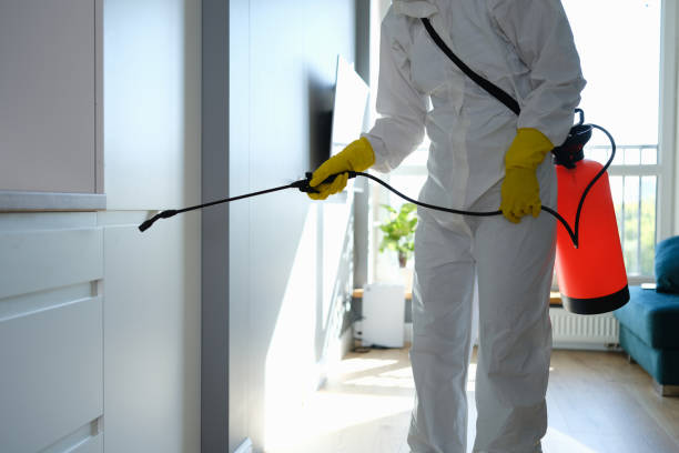 Best Black Mold Removal  in East Providence, RI