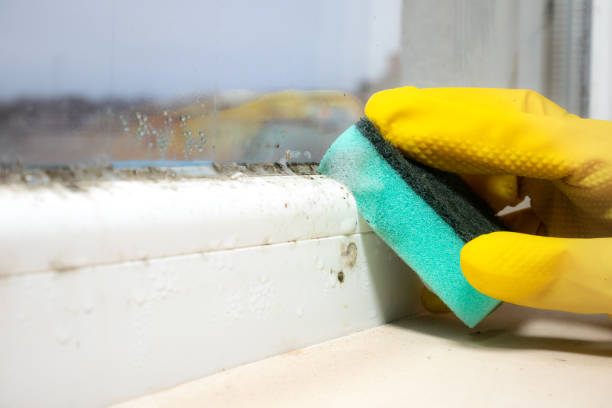 Best Home Mold Removal  in East Providence, RI