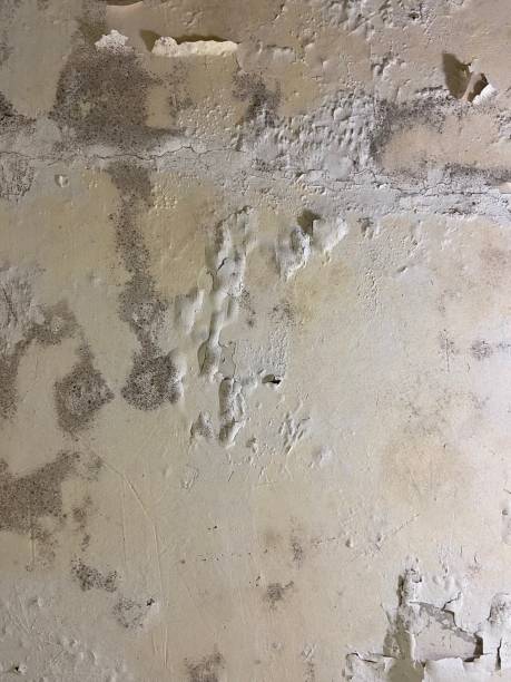 Best Residential Mold Removal  in East Providence, RI