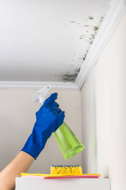 Certified Mold Removal in East Providence, RI
